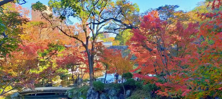 和歌山城紅葉渓庭園の秋景色 紅葉,庭園,和歌山城の写真素材