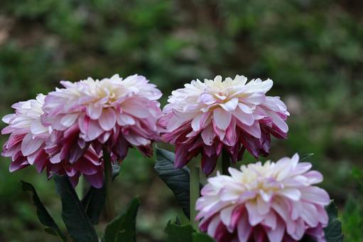 Photo, dahlia, flower, asteraceae plant, 
