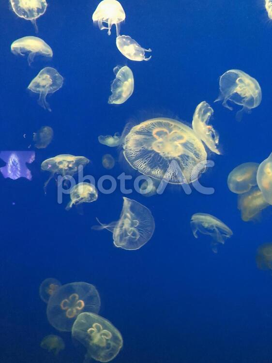 蒼と海月 クラゲ,水中,魚の写真素材