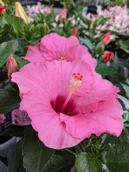 ピンクがハイビスカスの写真