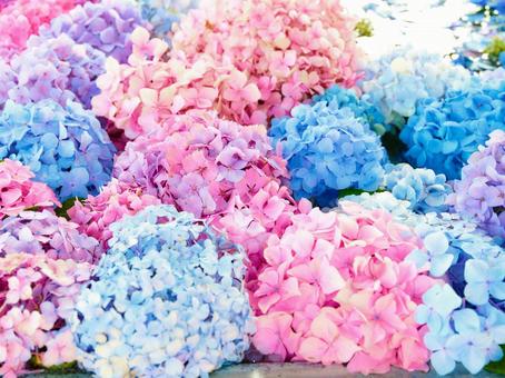 花手水舎 花手水舎の写真