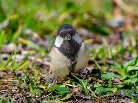 地面を歩くシジュウカラ 地面を歩くシジュウカラの写真