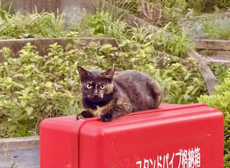 Stray cat lying on a box, JPG Stray cat lying on a box, JPG