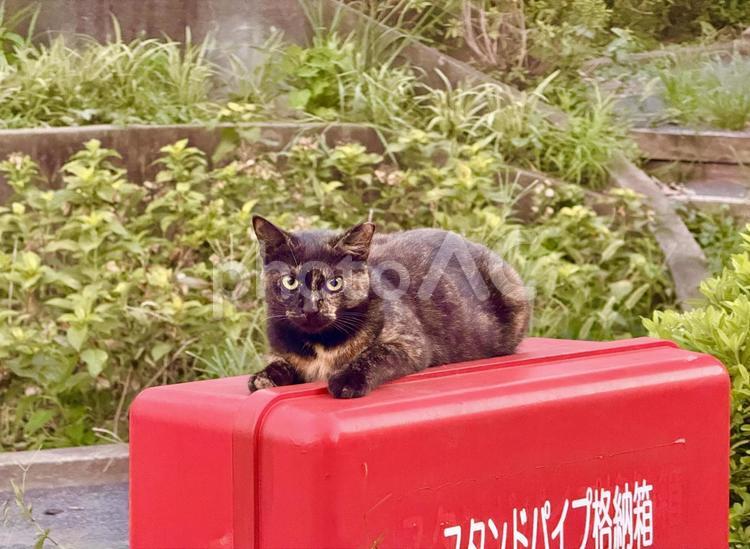 箱の上に寝そべる野良猫 猫,ねこ,ネコの写真素材