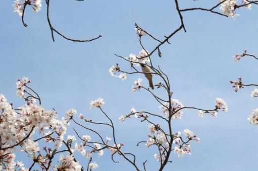 すずめと桜 すずめと桜の写真