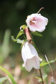 White campanula flowers blooming in early summer, JPG