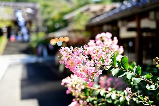夏、記憶の中の参道にて 夏、記憶の中の参道にて ピンク,百日紅,参道の写真素材