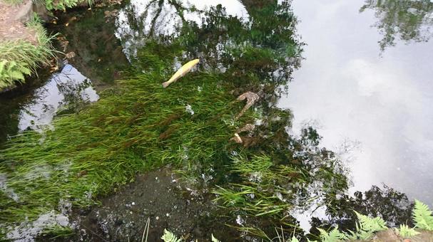 忍野八海の透き通る湧水と泳ぐ魚たち 忍野八海の透き通る湧水と泳ぐ魚たち 忍野八海,山梨,湧水の写真素材