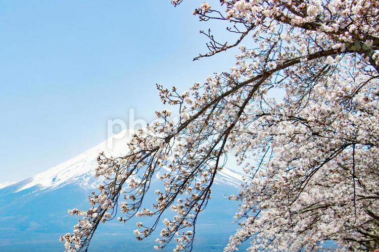 満開の桜の花越しに見る冠雪の富士山 桜,富士山,青空の写真素材