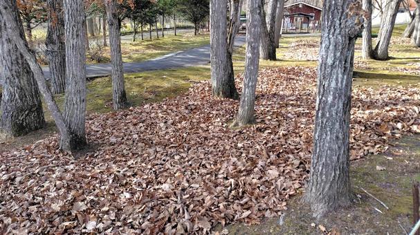 秋 落ち葉,紅葉,秋の写真素材