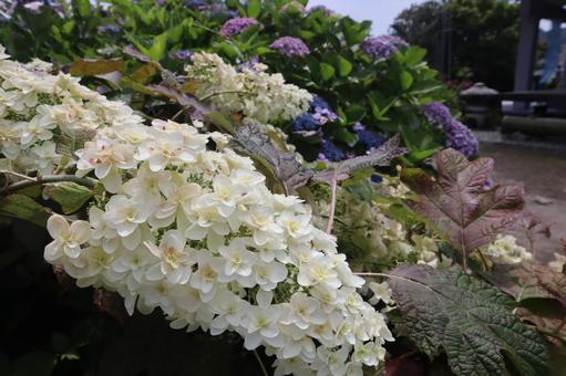 白い紫陽花 白い紫陽花の写真