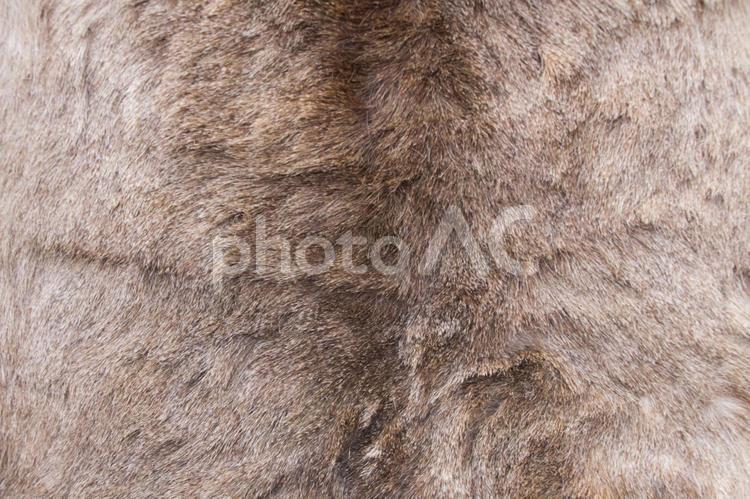イノシシの皮 イノシシの皮,イノシシ,動物の写真素材
