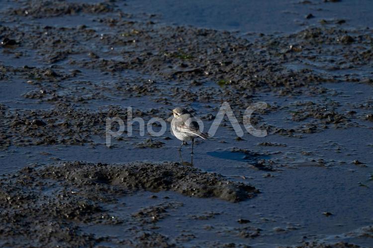 干潟を歩くハクセキレイ ハクセキレイ,鳥,野鳥の写真素材