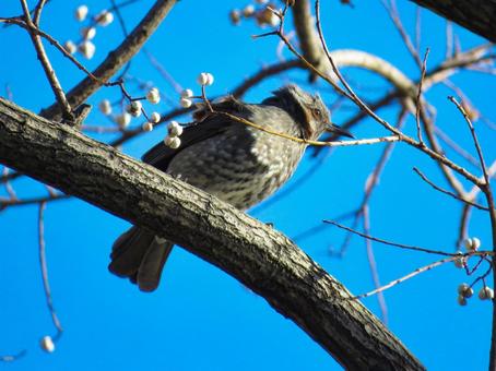 木の枝に留まるヒヨドリ ヒヨドリ,野鳥,動物の写真素材