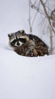 雪の中のたぬき 雪の中のたぬきの写真