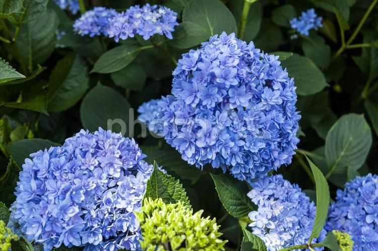 初立池のアジサイ5 アジサイ,花,フラワーの写真素材