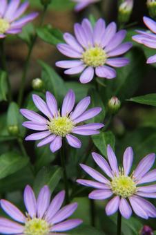 ミヤコワスレ・都忘れ　咲く風景 草花,素朴,ミヤコワスレの写真素材