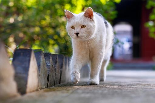 ペットの猫 ペットの猫 猫,にゃんこ,ペットの写真素材