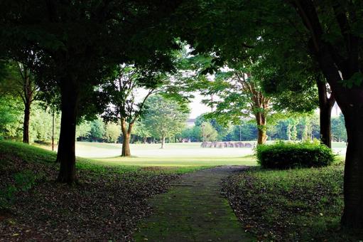 夏間公園にて 夏間公園にて 公園,夏,木立の写真素材