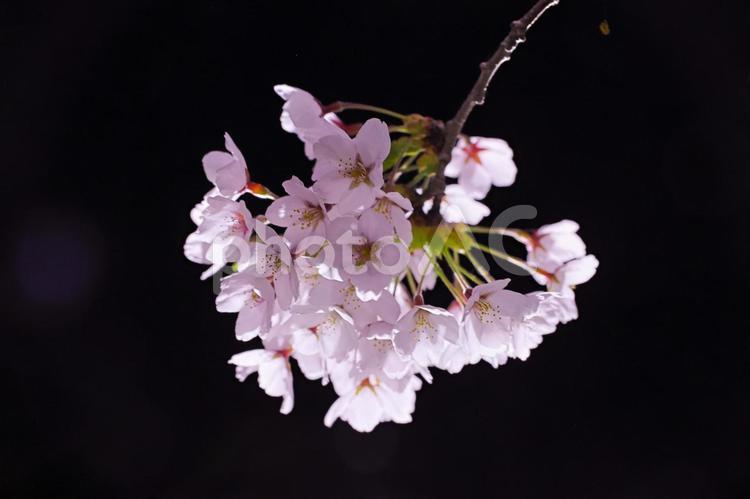 夜に浮き上がる桜 桜,さくら,サクラの写真素材