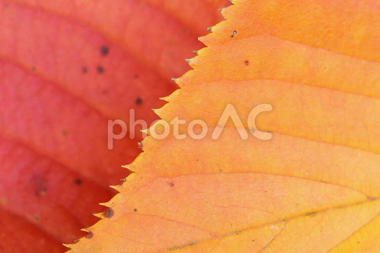 紅葉の落葉　色づいた葉っぱ　秋のイメージ素材 落葉,葉っぱ,紅葉の写真素材