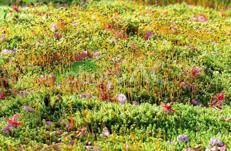 桜の落花と苔の花 苔,苔の花,苔生すの写真素材