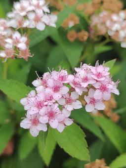 ピンク色の花 ピンク色の花の写真
