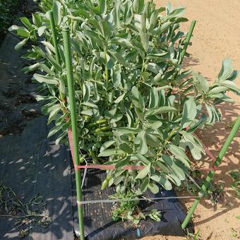 家庭菜園　枝豆 家庭菜園,枝豆,豆の写真素材