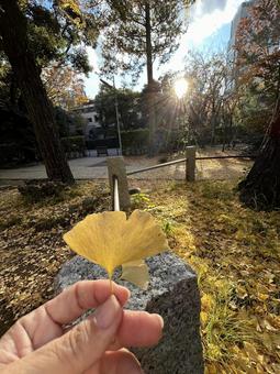 銀杏の葉 銀杏の葉の写真