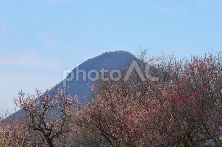 ３月中旬の丸亀市嶋田寺の梅園とさぬき富士 背景,梅園,梅の写真素材