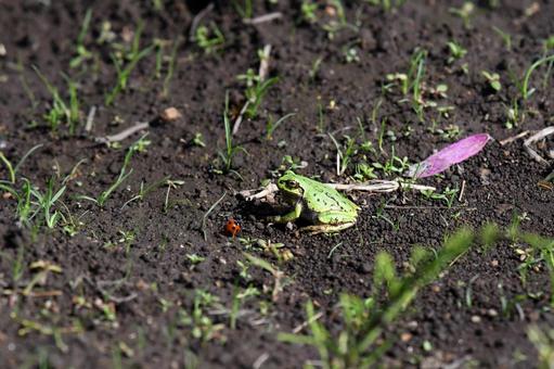 カエルとテントウムシ カエル,テントウムシ,虫の写真素材