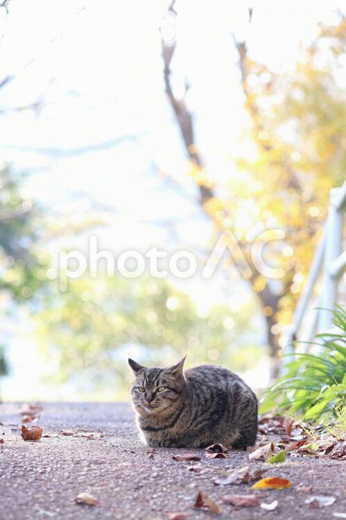 冬の風景 ネコ,猫,ねこの写真素材