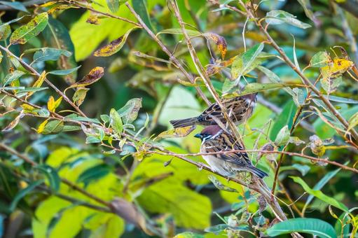 スズメの若鳥(76) 鳥,スズメ,若鳥の写真素材