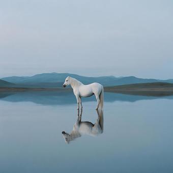 湖面に立つ白馬の幻想 湖面に立つ白馬の幻想の写真