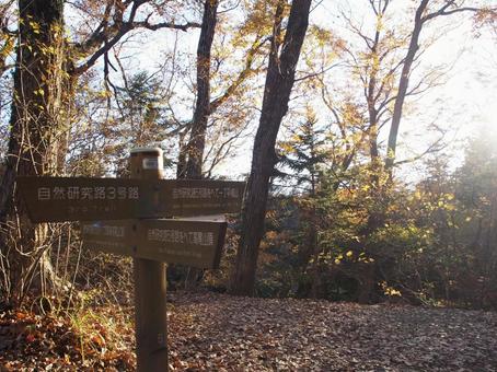 紅葉する高尾山のハイキングコース 紅葉する高尾山のハイキングコース 高尾山,ハイキングコース,紅葉の写真素材