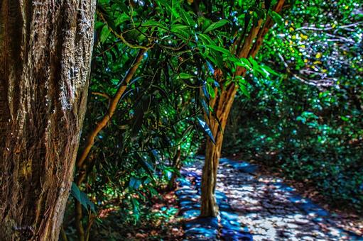 密林の道 密林,自然,森の写真素材