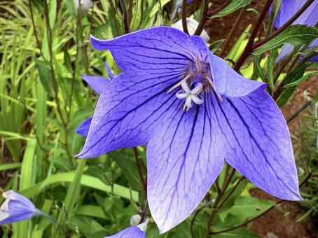 桔梗の花 02 桔梗の花 02 桔梗,キキョウ,紫の花の写真素材