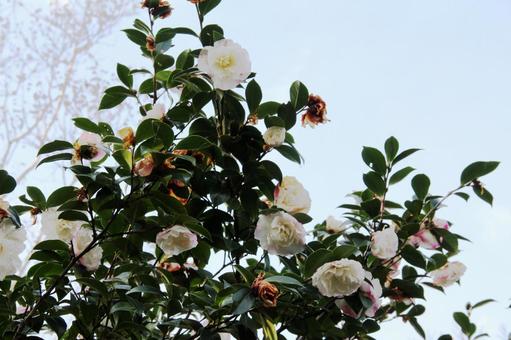 サザンカ・山茶花 サザンカ・山茶花の写真