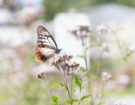 蝶 蝶,アサギマダラ,秋の写真素材