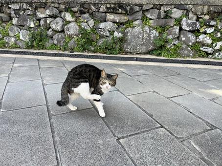 長崎で見つけた野良猫（地域猫） 野良猫,地域猫,長崎の写真素材