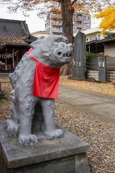 宮城野八幡神社と乳イチョウ⑸ 神社,宮城野八幡神社,神社仏閣の写真素材