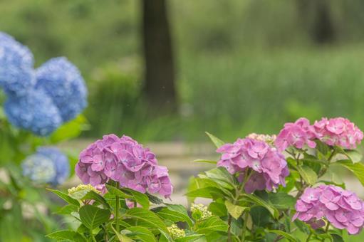 公園のアジサイ 公園のアジサイの写真
