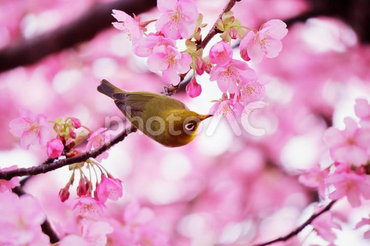 桜の枝にとまっているメジロ 桜,春,メジロの写真素材