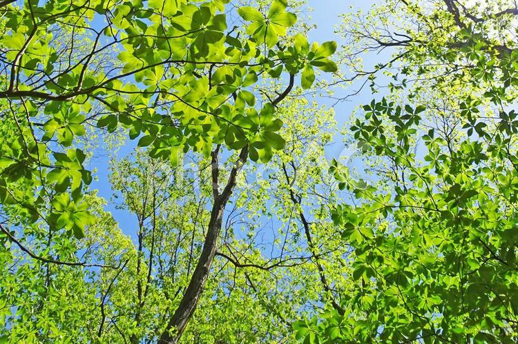 樹木と空 新緑,木漏れ日,青空の写真素材