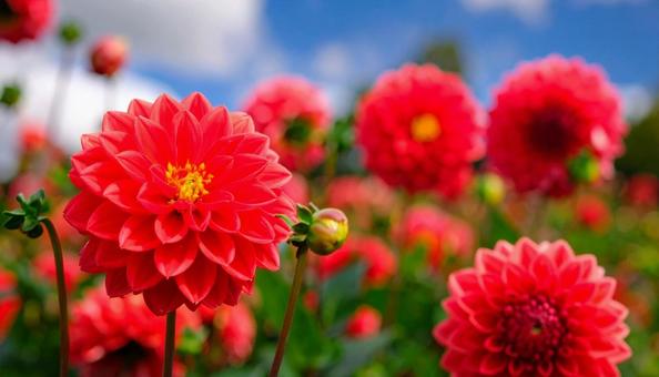 赤いダリアの花 花畑 秋の花 10月 赤いダリアの花 花畑 秋の花 10月の写真