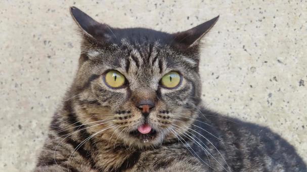 見開いたお目目と舌があざといもふもふな猫 猫,キジトラ,お目目の写真素材
