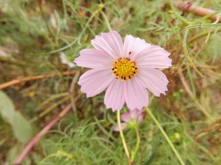 【花の写真】コスモス（秋桜） コスモス,秋桜,自然の写真素材