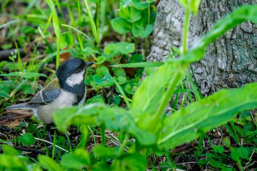 地面を歩くシジュウカラ 地面を歩くシジュウカラの写真