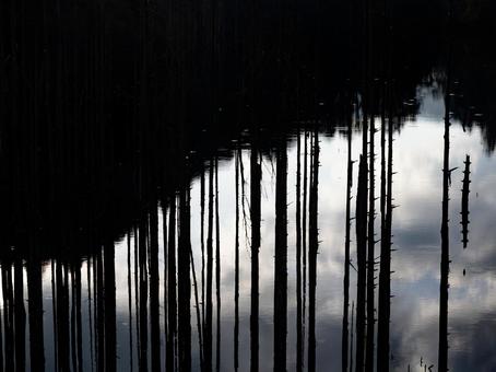 水面と立ち枯れ木 水面と立ち枯れ木 自然湖,湖,木の写真素材