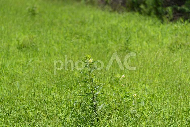 草原にひっそりと咲くメマツヨイグサ メマツヨイグサ,草花,花の写真素材